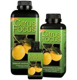 GT Citrus Focus 100ml, 300ml